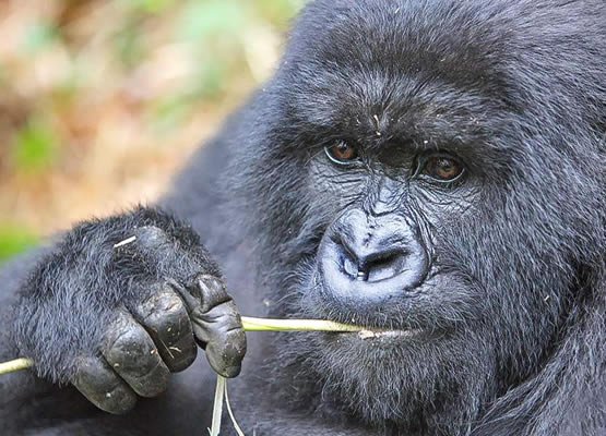 Gorilla Safari