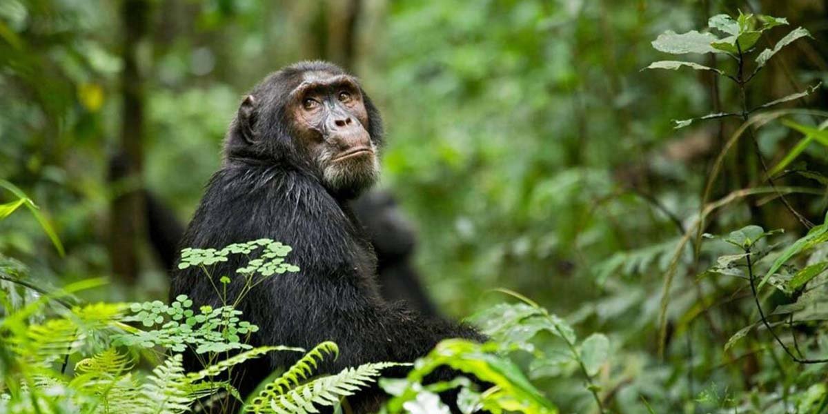 recommended-tour-companies-in-africa-for-tours