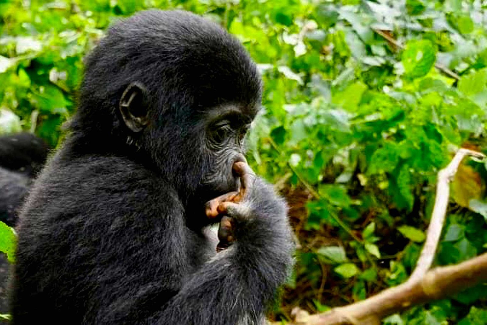 Gorilla Safari